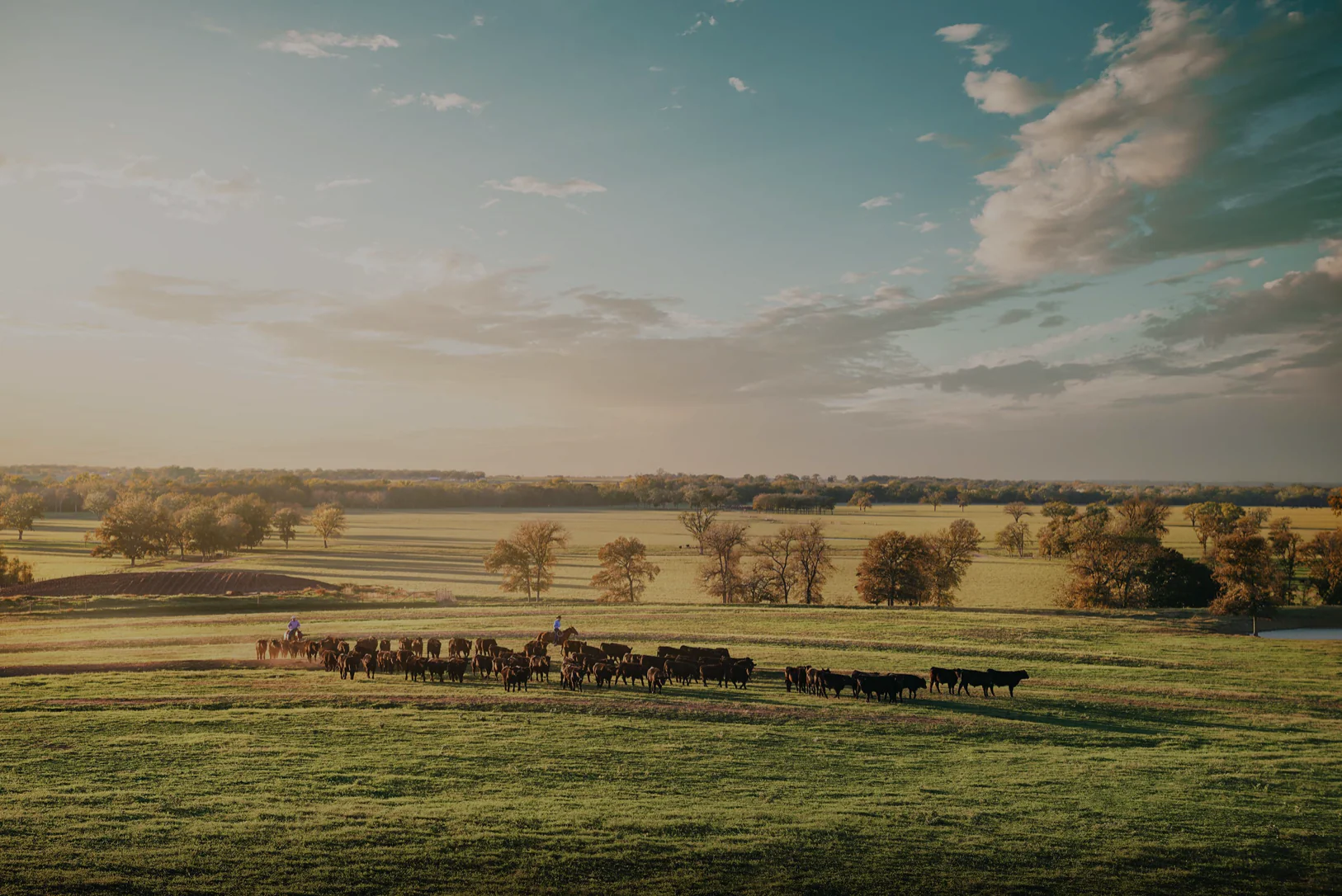 Real Ranching, Superior Steaks